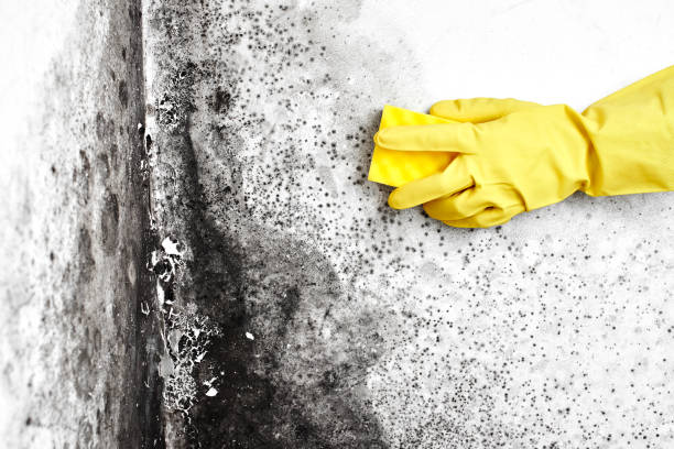Best Industrial Mold Remediation in Algonquin, IL