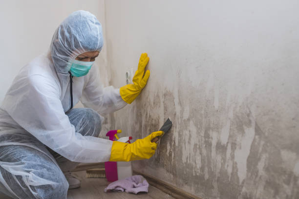Best Crawl Space Mold Remediation in Algonquin, IL
