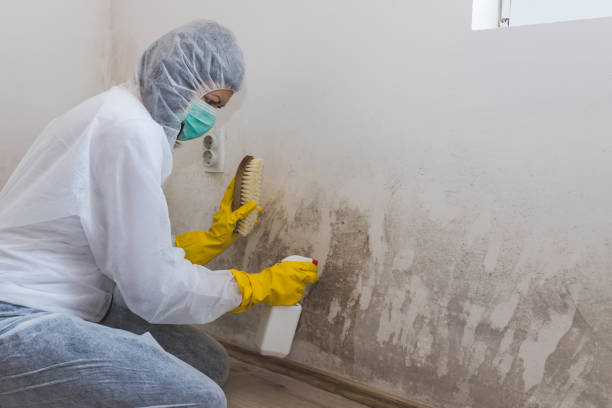 Best Emergency Mold Remediation in Algonquin, IL