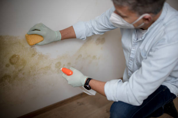 Best Black Mold Remediation in Algonquin, IL