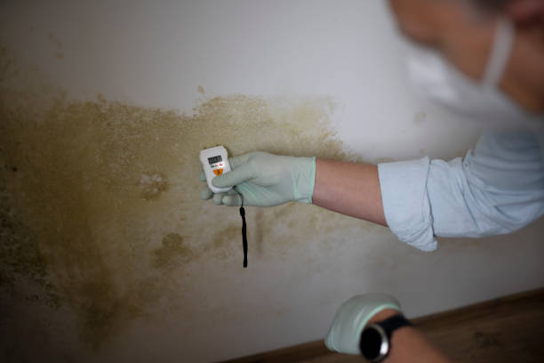Best Basement Mold Remediation in Algonquin, IL
