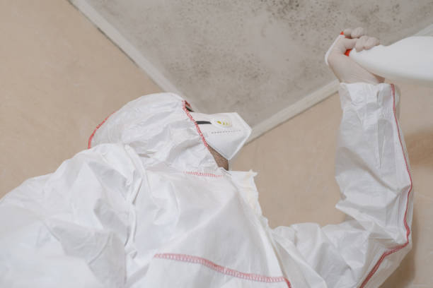 Best DIY Mold Remediation Support Services in Algonquin, IL