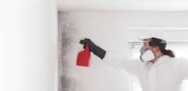Best Insurance-Related Mold Remediation in Algonquin, IL