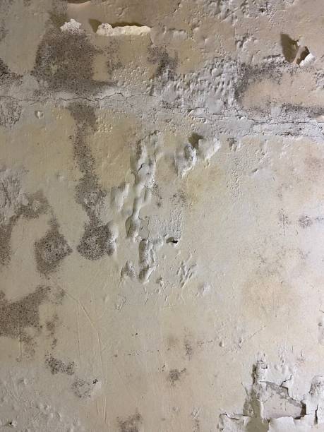 Best Insurance-Related Mold Remediation in Algonquin, IL