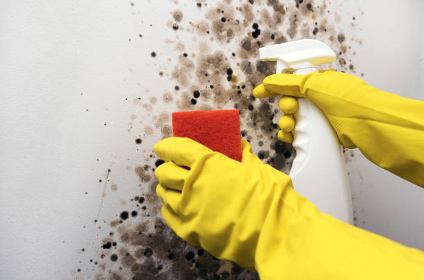 Best Residential Mold Remediation in Algonquin, IL