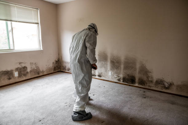 Best Health and Safety Mold Remediation in Algonquin, IL