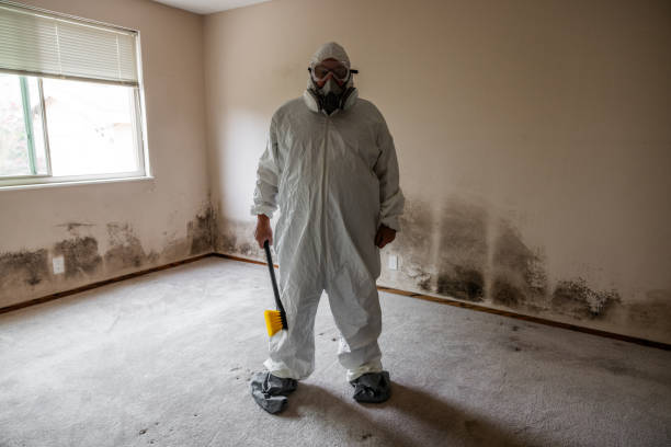 Trusted Algonquin, IL Mold Remediation Experts
