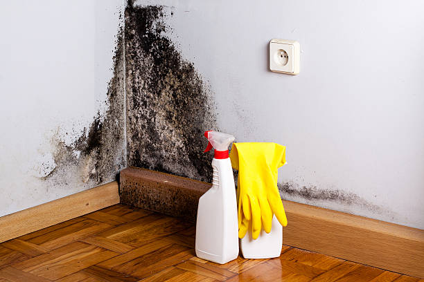 Best Mold Testing and Inspection Services in Algonquin, IL