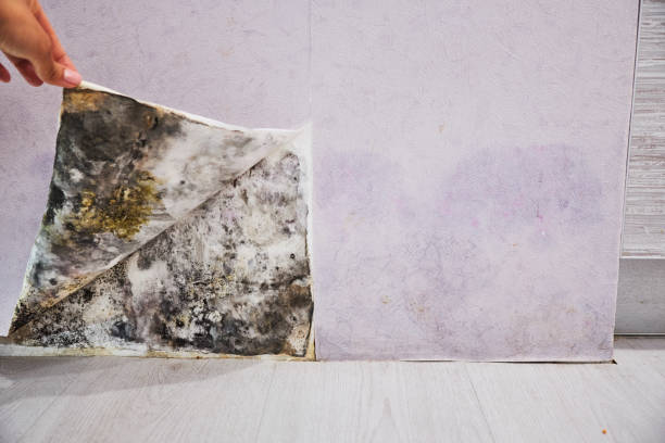 Best Basement Mold Remediation in Algonquin, IL